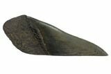 Partial, Fossil Megalodon Tooth Paper Weight #144418-1